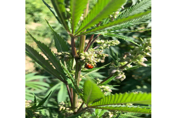 Understanding the Role of Male Weed Plants