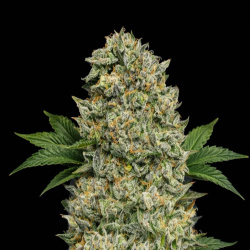 Cheetah Piss Feminized Cannabis Seeds