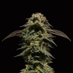 High Octane Feminized Cannabis Seeds