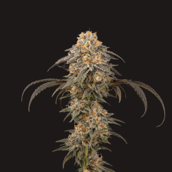Purple Afgani Feminized Cannabis Seeds