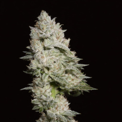 SFV OG Feminized Fast Version Cannabis Seeds