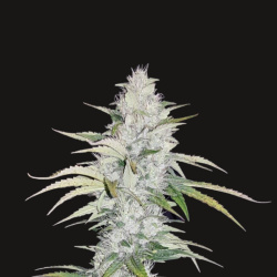 Critical Feminized Cannabis Seeds