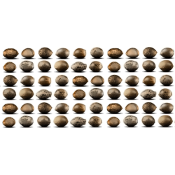 What Does a Good Weed Seed Look Like?