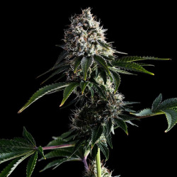 CBDV Pinwalker Cannabis Seeds Feminized