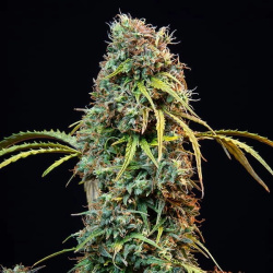 CBDV Royal Cannabis Seeds Feminized