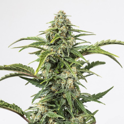 CBD Spectrum Autoflower Feminized Seeds | High CBD, Low THC