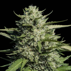 CBG Sour G Cannabis Seeds Feminzed