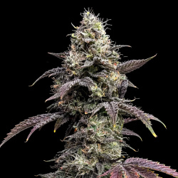 Grizzly Purple Autoflower Feminized Cannabis Seeds
