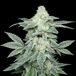 Juicy  Fruit Fast Version Feminized Cannabis Seeds