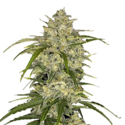 Sour Jack Autoflower Feminized Seeds