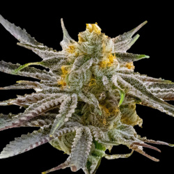 Blood Diamond Feminized Cannabis Seeds