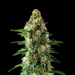 Bubblegum Autoflower Cannabis Seeds Feminized