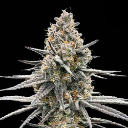 Colombian Red Feminized Cannabis Seeds