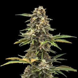Double Mandorin Autoflower Feminized Cannabis Seeds
