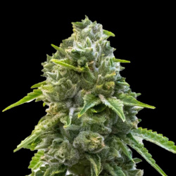 LA Confidential Autoflower Cannabis Seeds Feminized