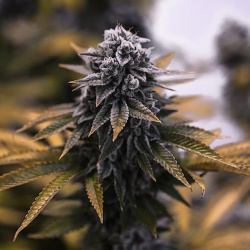 Larry OG Cannabis Seeds Feminized