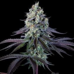 Purple Skunk cannabis seeds feminized