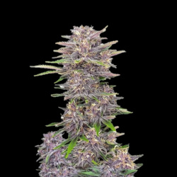 Banana Punch Autoflower Feminized Cannabis Seeds