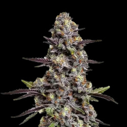 NY Purple OG Feminized Cannabis Seeds | OG Kush × Purple Kush