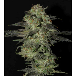 Purple Romulan Feminized Cannabis Seeds
