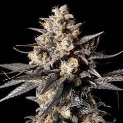 Apples & Banana Fast Version Cannabis Seeds Feminized