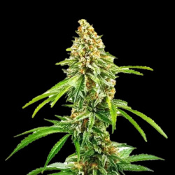 Eleven Roses Fast Version Feminized Cannabis Seeds