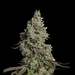 Moby GSC Autoflower Feminized Cannabis Seeds