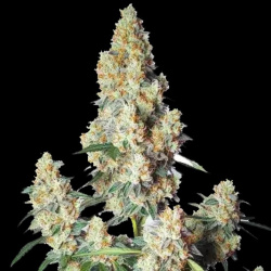 Strawberry Cheese Autoflower Feminized Cannabis Seeds