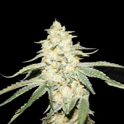 Cookies Fast Version Feminized Cannabis Seeds
