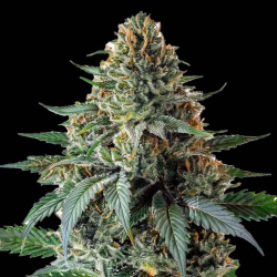 Jack’s Cookies Autoflower Feminized Cannabis Seeds