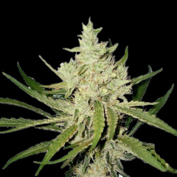 Amnesia Haze Fast Version Feminized Cannabis Seeds