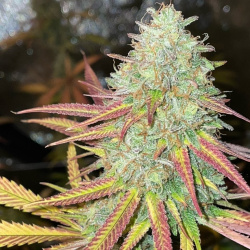 Fruity Pebbles 2.0 Cannabis Seeds Feminized