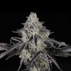 Mandarin Jack Herer Autoflower Feminized Cannabis Seeds