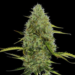 Moby Cookies Autoflower Feminized Cannabis Seeds