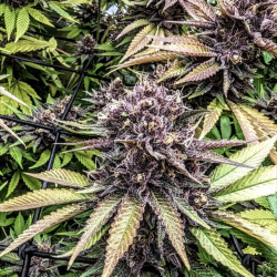 Quebec Black Bud Cannabis Seeds Feminized