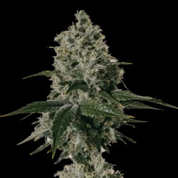 Shishkaberry Cannabis Seeds Feminized