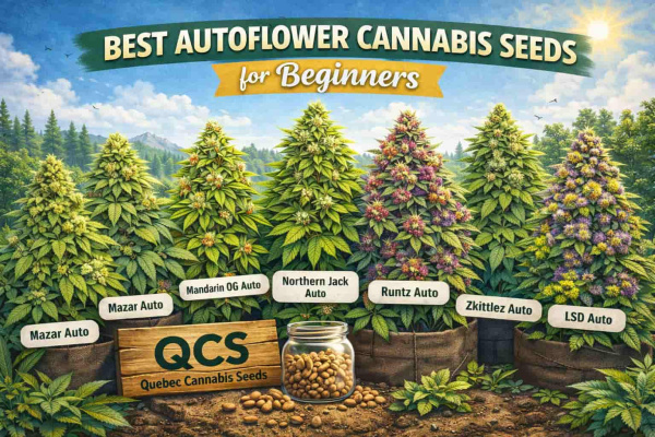Best Autoflower Cannabis Seeds for Beginners