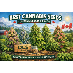 Best Cannabis Seeds for Beginners in Canada