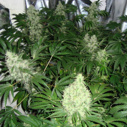 AK 47 Feminized Cannabis Seeds 