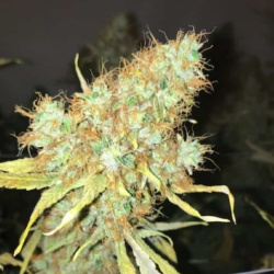 Big Jackcannabis seeds Feminized