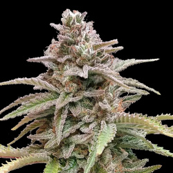 Critical Cookies Autoflower Feminized Cannabis Seeds