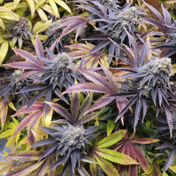 roji ogs cannabis seeds 