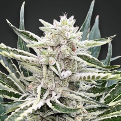 QC Amnesia Gas cannabis seeds