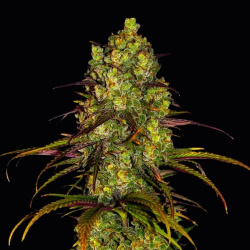 Critical Mandarin Autoflower Cannabis Seeds Feminized