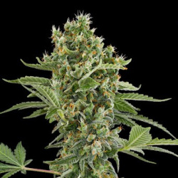 Moby Jack Autoflower Cannabis Seeds Feminized
