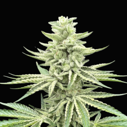 QC Afghanistan Kush Feminized Cannabis Seeds | QCS