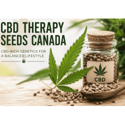 CBD Therapy Seeds Canada: A Guide to CBD-Focused Cannabis Genetics