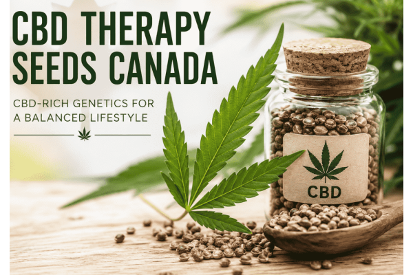 CBD Therapy Seeds Canada: A Guide to CBD-Focused Cannabis Genetics