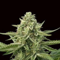 Grape & Cream Feminized Cannabis Seeds | QCS
