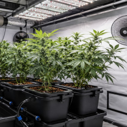 How to Grow Cannabis Hydroponically at Home: A Complete Beginner’s Guide